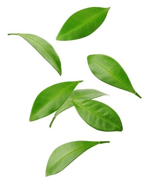 Fresh green citrus leaves scattered on a white background