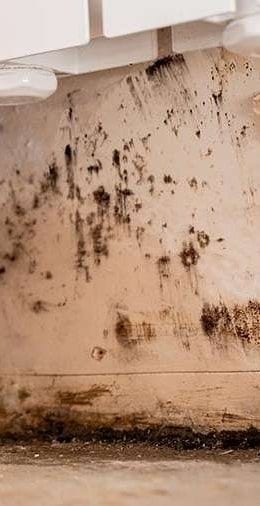 An interior wall stained with dark mould spotting above the skirting