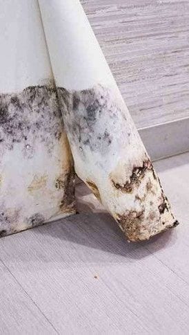 Mouldy wallpaper curling away from the skirting board of a damp wall