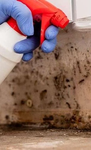 A blue-gloved hand spraying cleaner onto a mould-covered wall